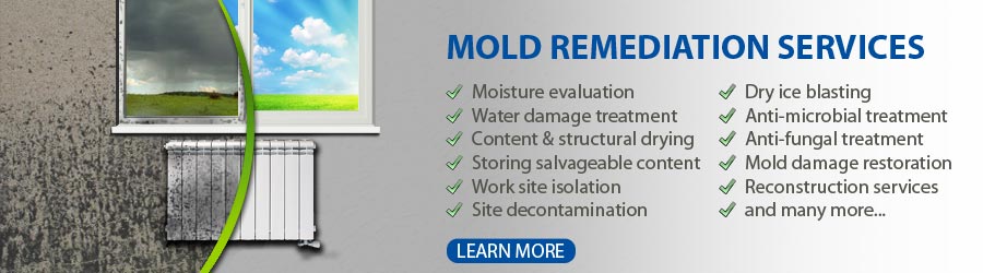 Mold remediation services