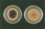 Toxigenic Mold - ASPERGILLUS