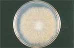 Toxigenic Mold - CHAETOMIUM